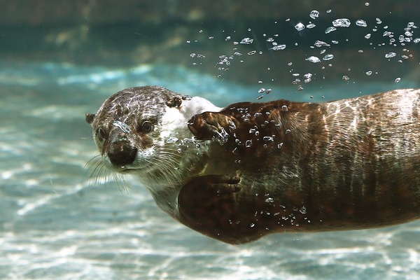 26_のいち動物公園_ソラ_H1DX0599