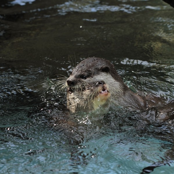 のいち_コツメカワウソ_ハル_20111029_07
