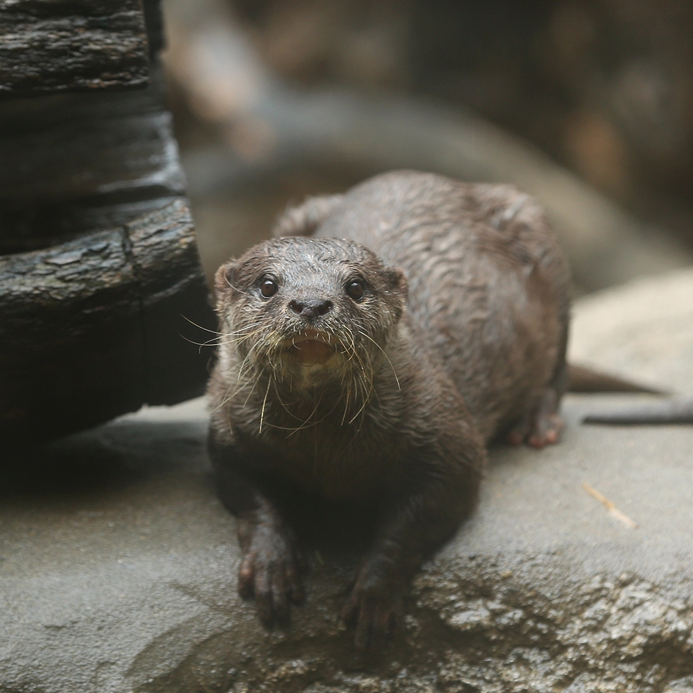 20140330_上野動物園_ミオ_H1DX3644