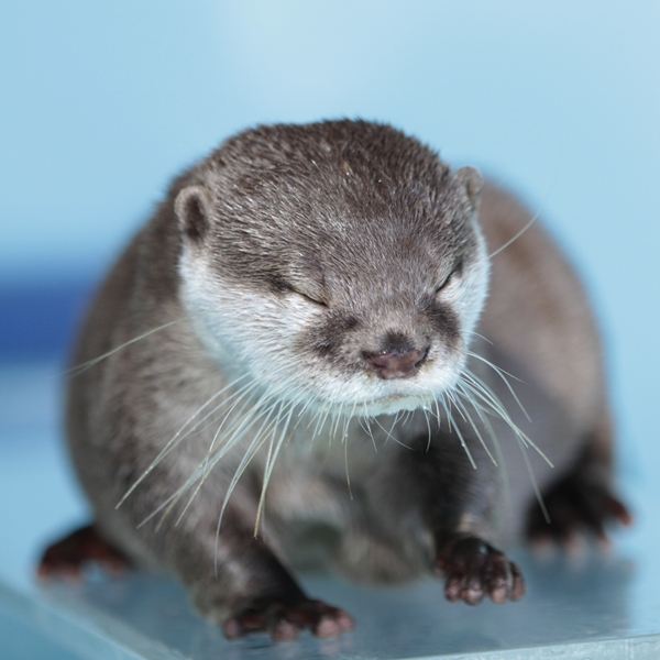 桂浜_コツメ_コウメ_20111224_10