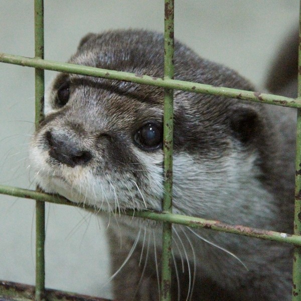 のいち_コツメカワウソ_20110410_ラブ_3346