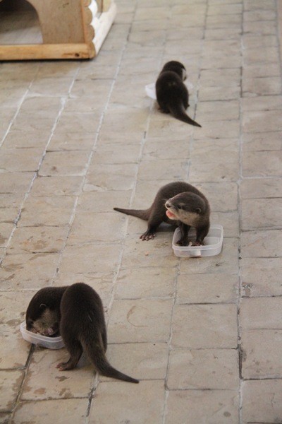 アドベン_コツメカワウソ_20101225_イヨカン_1085
