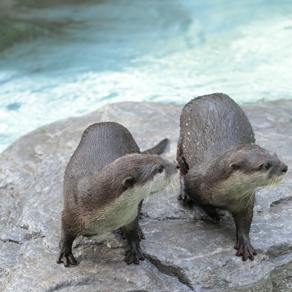 のいち_コツメカワウソ_ハル_20111029_08