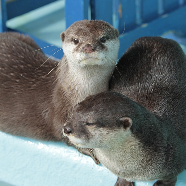桂浜_コツメ_コウメ_20111224_12