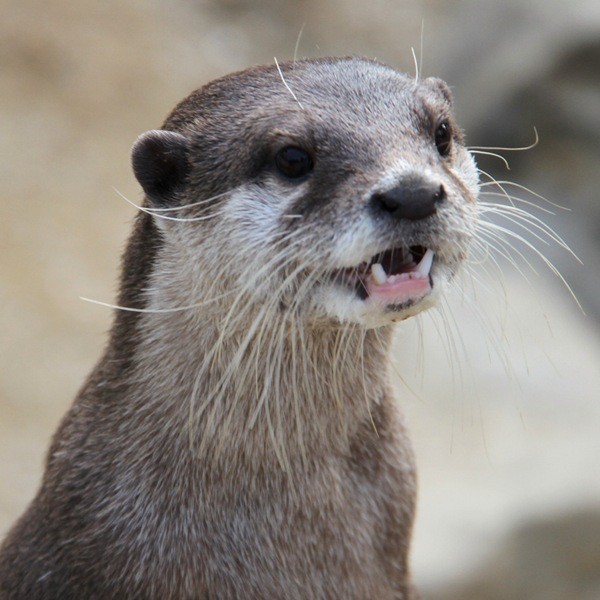 アドベン_コツメカワウソ_20101225_ラズリ_0571