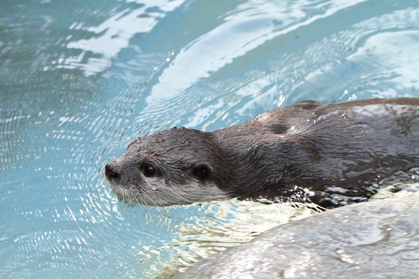のいち_コツメカワウソ_ハル_20111029_01