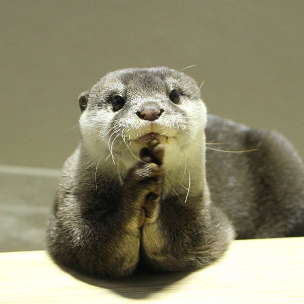 Forum Image: http://livedoor.blogimg.jp/kotsume_fn2/imgs/9/d/9d0f2044.jpg