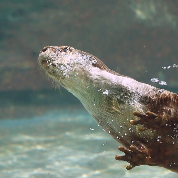 26_のいち動物公園_ソラ_H1DX0601