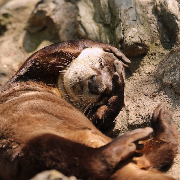 26_のいち動物公園_ソラ_H1DX0397