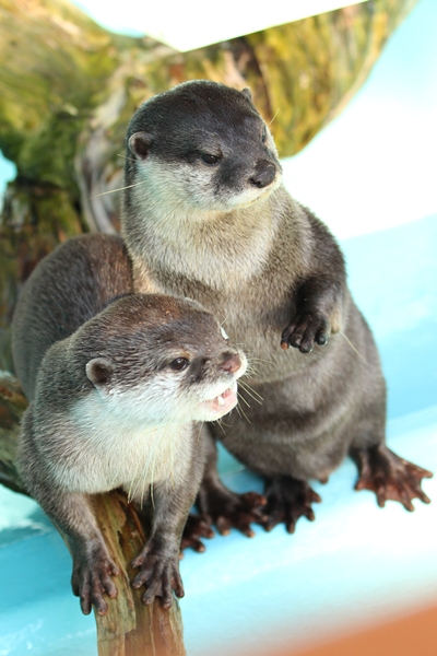 桂浜_コツメ_コウメ_20111224_04