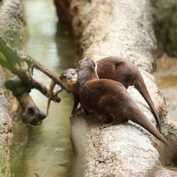 20140330_上野動物園_アミン&ミオ_H1DX2196