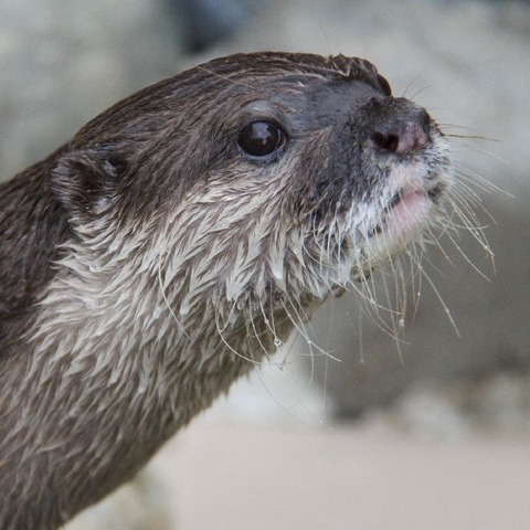 かわうそ♡ 8月生まれのカワウソたち : かわうそ初心者のブログ