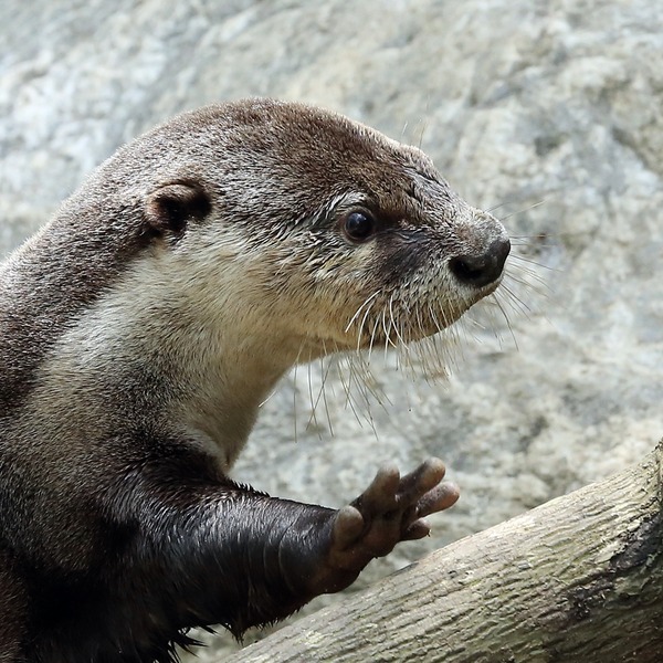 26_のいち動物公園_ソラ_R5D_3230