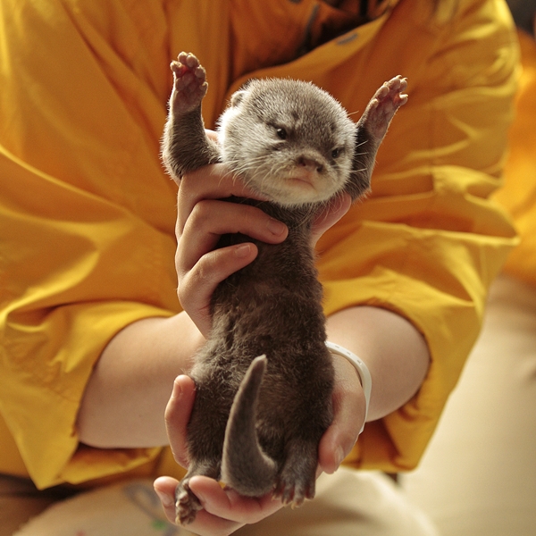 Forum Image: http://livedoor.blogimg.jp/kotsume_fn2/imgs/c/5/c55307b2.jpg