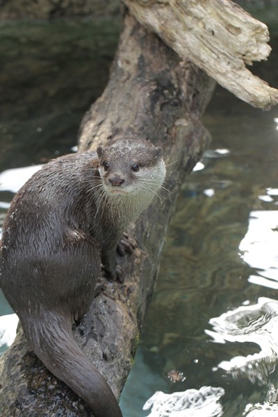 のいち_コツメカワウソ_ハル_20111029_04