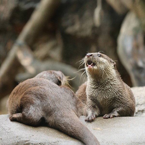 20140330_上野動物園_アミン&ミオ_H1DX2214