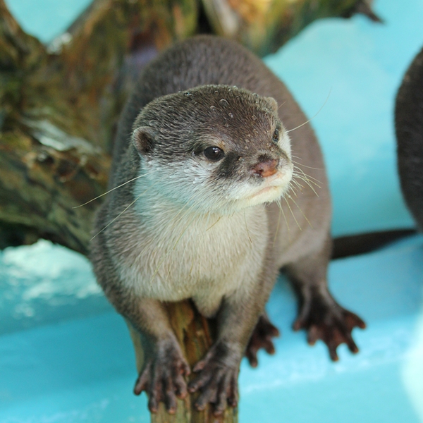 桂浜_コツメ_コウメ_20111224_03