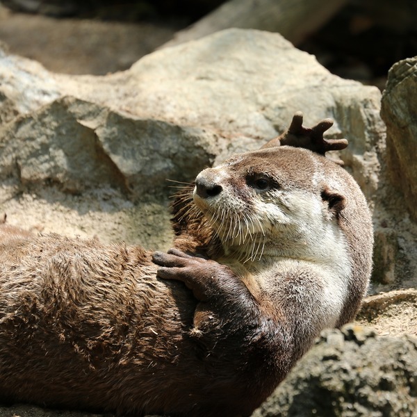 27_のいち動物公園_ソラ_H1DX1383