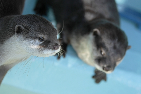 桂浜_コツメ_コウメ_20111224_06