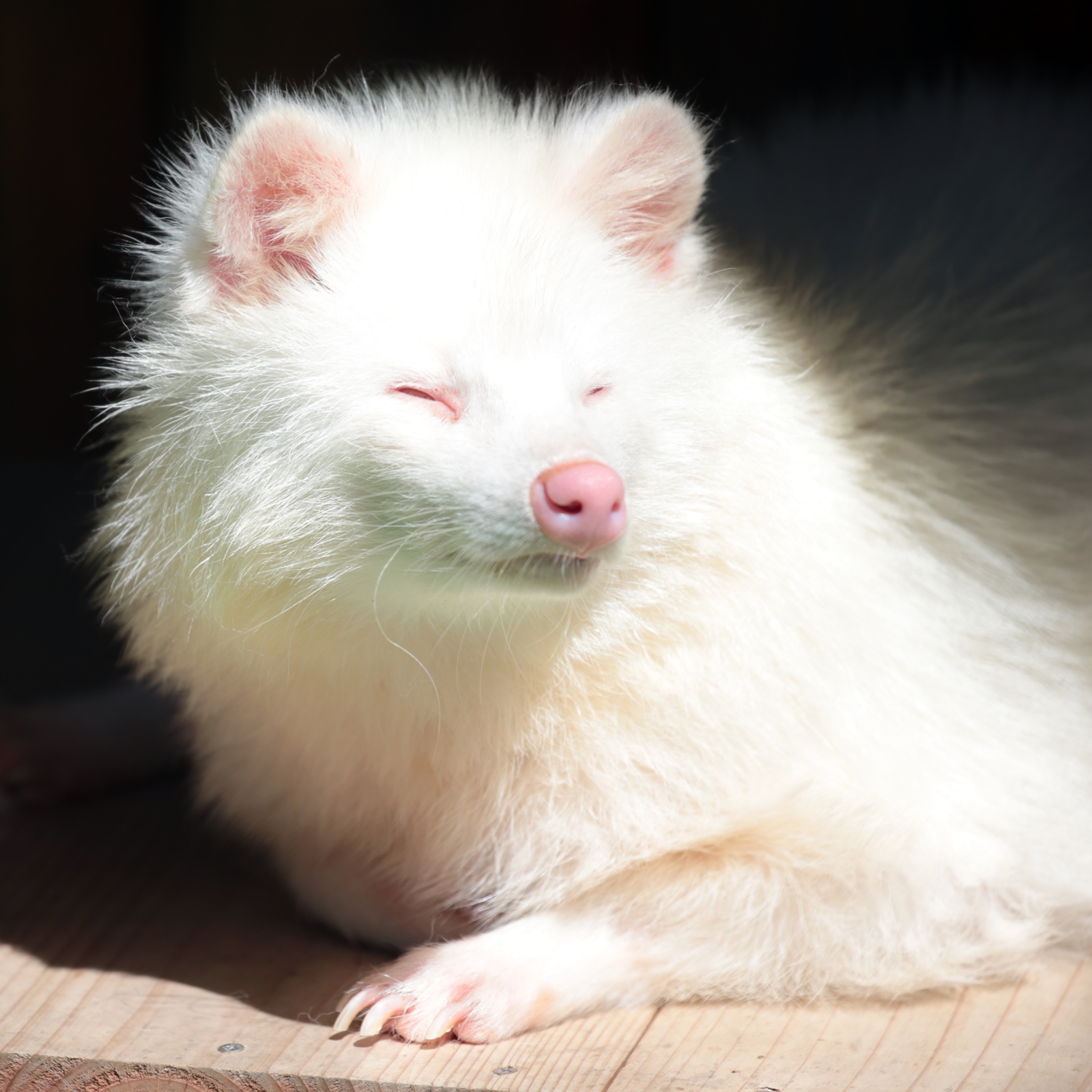 かわうそ初心者のブログ 大内山動物園 カワウソアンテナ