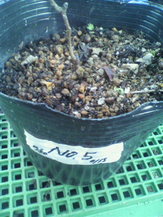 P1005427NO£µ¸Ï¤ì