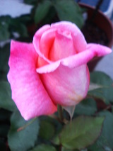 ¥¦¥¨¥¹¥È¥ß¥ó¥¹¥¿¡¼