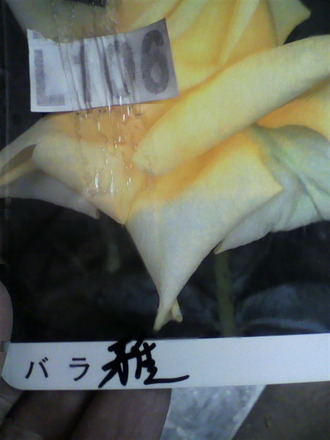 ¥Ï¥¤¥Í¥¹²í