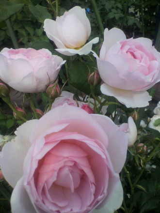 P1008423¥»¥×¥¿¡¼¥É¥¢¥¤¥ë