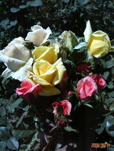¥ª¥¸¥¢¡¼¥Ê¡§¥É¥Õ¥È¥´¡¼¥ë¥È¡§¥¢¥í¥Þ¥Æ¥é¥Ô¡¼