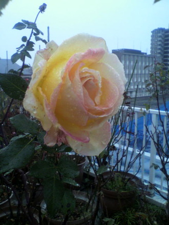 P1005388¥¨¥ë
