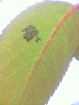 P1002582ÃîÍñ