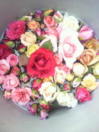 P1003430Ä«¤Î¼ý³Ï