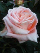 ¥±¥Ë¥®¥ó¥Ù¥¢¥È¥ê¥Ã¥¯¥¹