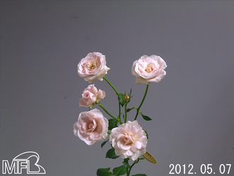 ¥µ¥æ¥ê¥¹¥¦¥£¡¼¥È