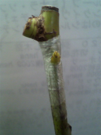 P1004848²êÀܤ®