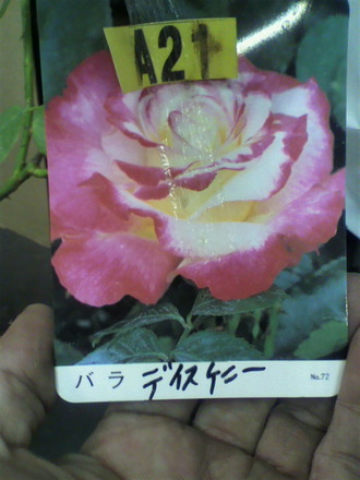 ¥Ç¥¹¥Æ¥£¥Ë¡¼