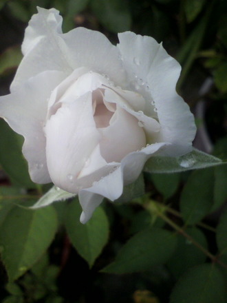P1003436¥¬¥Ö¥ê¥¨¥ë