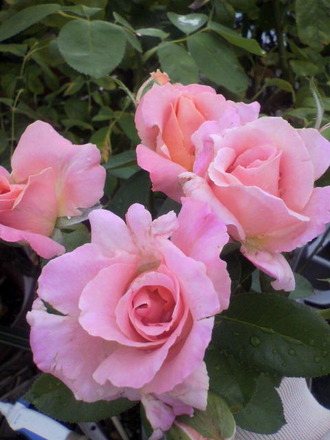 P1005186¥¨¥ë