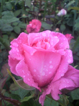 P1008257¥Õ¥ì¥°¥é¥ó¥È¥ì¥Ç¥£