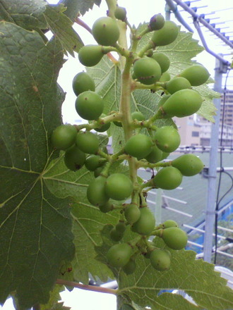 P1002550µðÊö¤Î¼Â