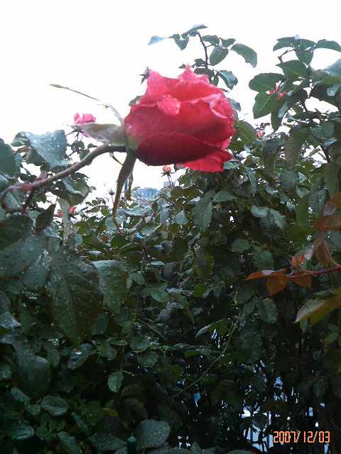 ±«¤Ç¤¢¤±¤¿Ä«