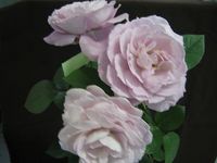¥Ö¥ë¡¼¥«¥Ã¥×¥¢¥¤IMG_0092-thumb