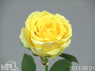 ¥¦¥£¥Ã¥·¥ó¥°¥´¡¼¥ë¥É