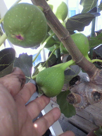 P1004840¼Â¤âÂ礤¯¤Ê¤Ã¤Æ