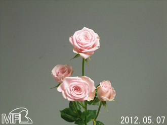 ¥Á¥§¥ê¡¼¥ê¥§¥ê¡¼¥Ë¡¼¥Ê