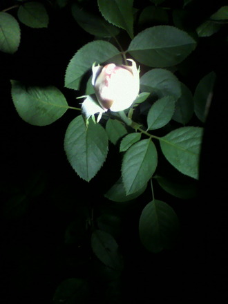 P1003461Ìë²ó¤ê