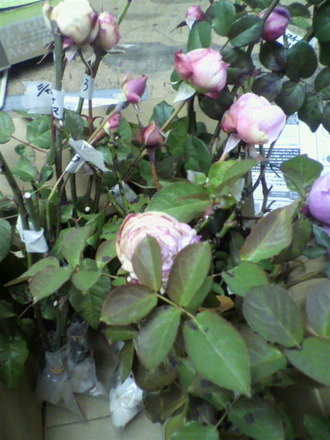 P1004139²Ö»Þ¤ò¼è¤êÃÖ¤£²