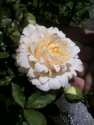 P1006373¤Û¤Î¤«