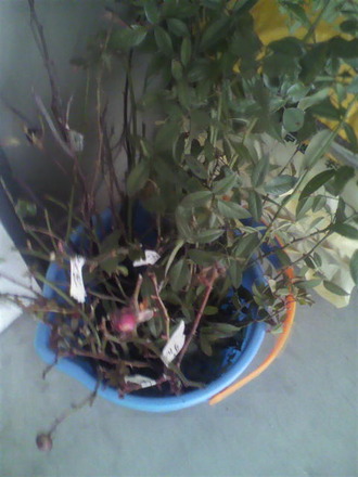 P1005468ÂçÎ̤ÎÑòÄê»Þ¤ò¡Á
