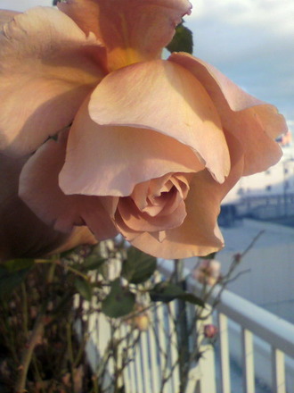 P1004111¥¸¥å¥ê¥¢